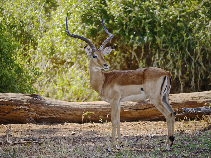 Safari en Samburu: Jirafas, Elefantes, Leones, Guepardos y muchísimos pájaros - 12 días de Safari en Kenia: Jambo bwana (17)