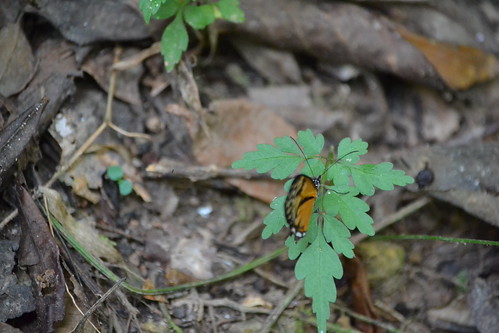 naturaleza hoja nature butterfly photography photo leaf foto camilo mariposa andrés fotografía cundinamarca suárez pandi kamian clubguanahani