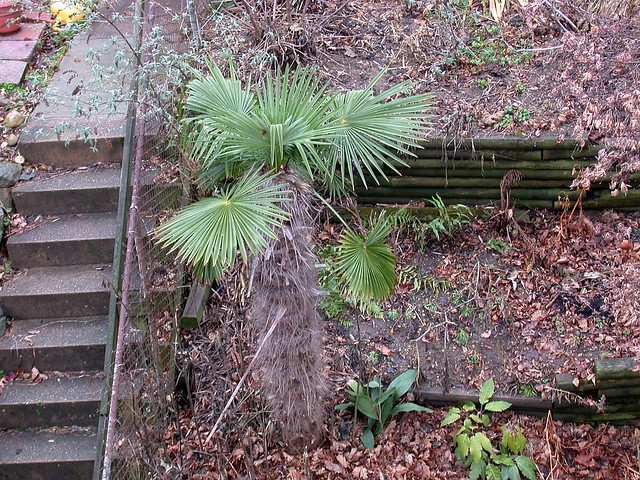 Windmill palm, early January