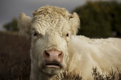 factors that made the cattle business profitable