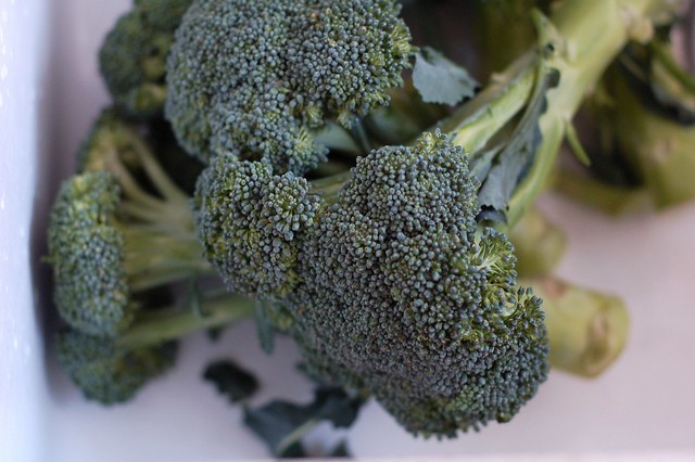Organic broccoli by Eve Fox, the Garden of Eating blog, copyright 2014