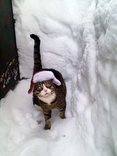 snow cat in hat