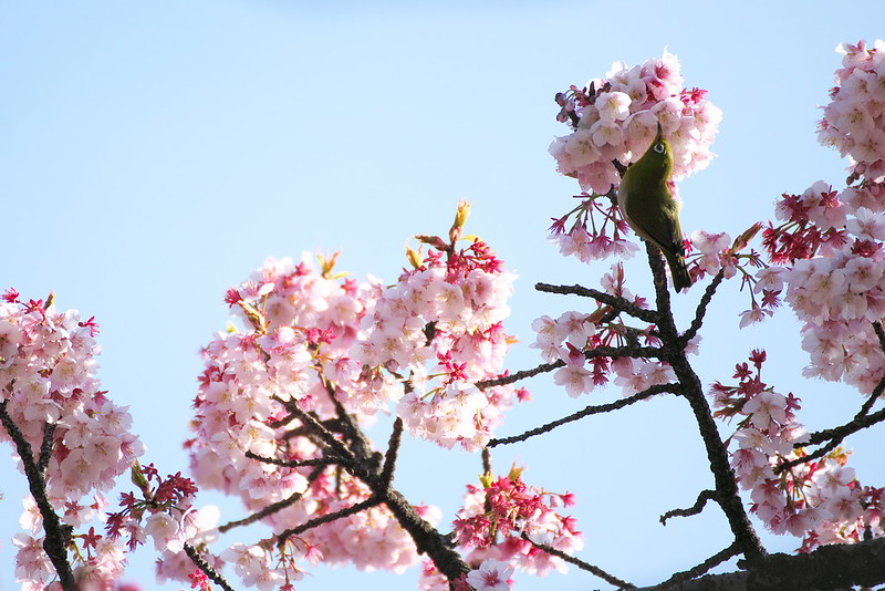 東京路地裏散歩 上野公園の桜と梅 2015年3月5日