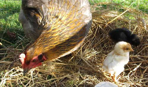 Chicks and chicken outside