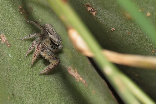 phidippusarizonensis arácnidos arañas spiders canoneosrebelt5i canoneos700d ef100mmf28macrousm