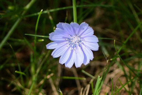 illinois lodacemeteryprairienaturepreserve chicory flower