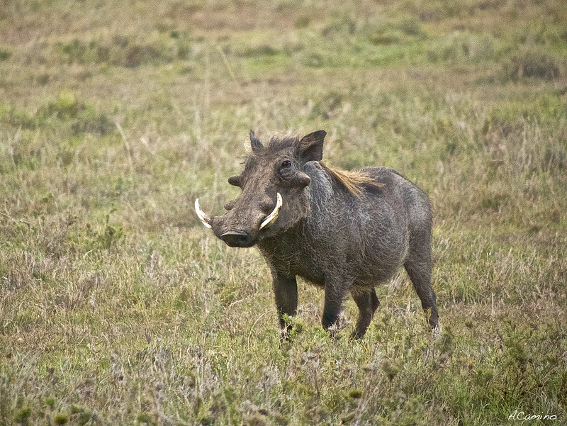 Parque de Sweetwaters: cara a cara con el Rinoceronte Negro - 12 días de Safari en Kenia: Jambo bwana (31)