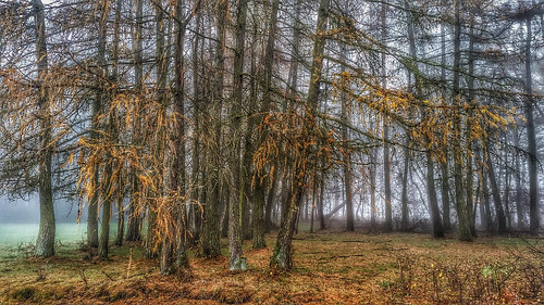 cameraphone november autumn trees mist fall fog forest geotagged cellphone geo:lat=5146885667 geo:lon=935172167