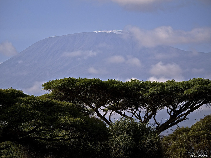 12 días de Safari en Kenia: Jambo bwana - Blogs de Kenia - Amboseli: Buscando la foto del elefante a los pies del Kilimanjaro (18)