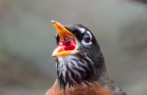 American Robin swallowing fruit using its tongue