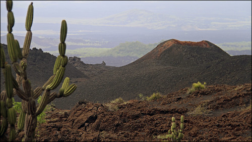 cactus rock landscape lava ecuador hiking sierra galapagos negra isabela sierranegra volcanchico candelabracactus
