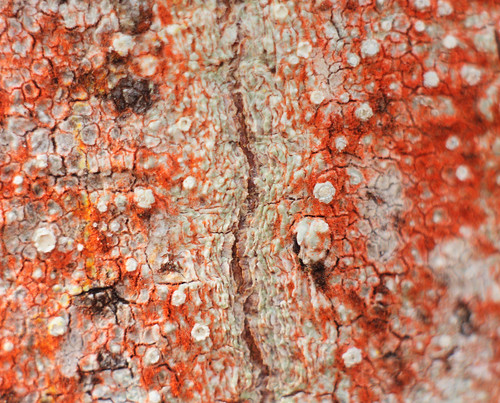 red newzealand macro tree nature forest bark aotearoa bellows helios helios44m fiordland helios44