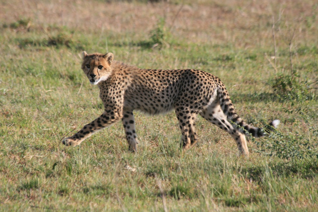 MEMORIAS DE KENIA 14 días de Safari - Blogs de Kenia - MASAI MARA III (24)