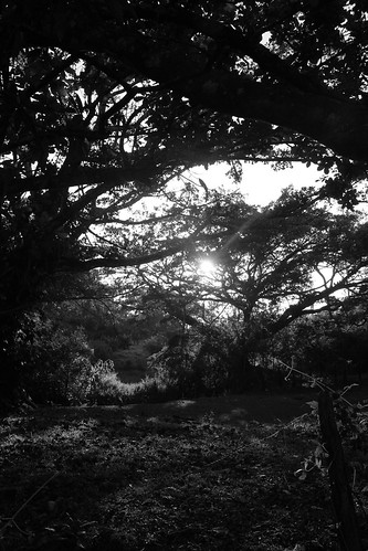 trees light sunset blackandwhite bw sunlight photography costarica arboles shadows atenas sunsetlight sombras nocolor artinbw canoneoskissx7 jczuniga