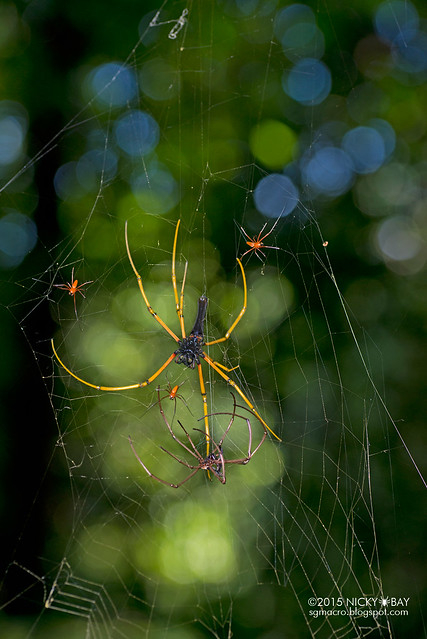 Golden orb web spider (Nephila sp.) - DSC_6055