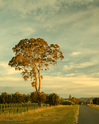 sunset newzealand tree eucalyptus martinborough wairarapa