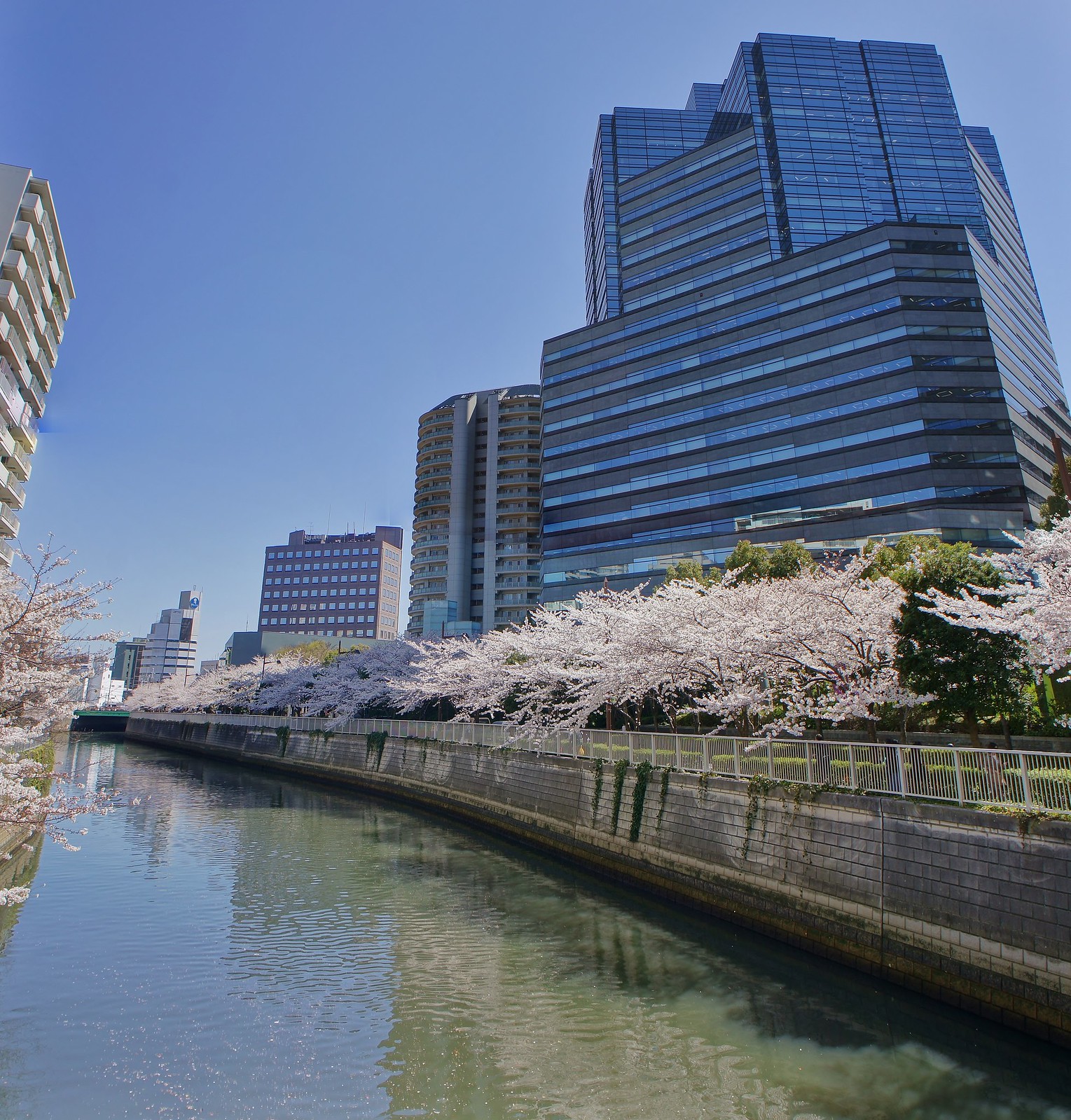 Osaki Gate City Sakura 2014 (Cherry Blossoms)