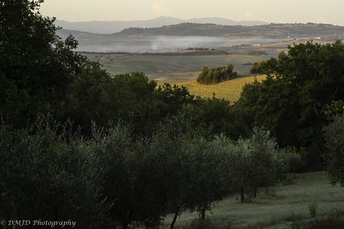 dorciavalley dmjd italia italy toscana tuscany valdorcia olive trees landscape serene peaceful outdoor sunrise