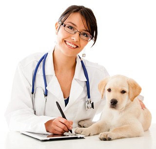 veterinar - oseba, ki pomaga bolnim živalim