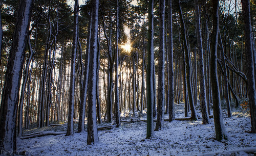 trees winter sun snow cold forest shine symmetric trough fenyő