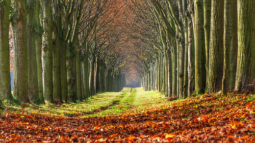 november autumn autumnfoliage trees fall alley parkway avenue limetree rowoftrees