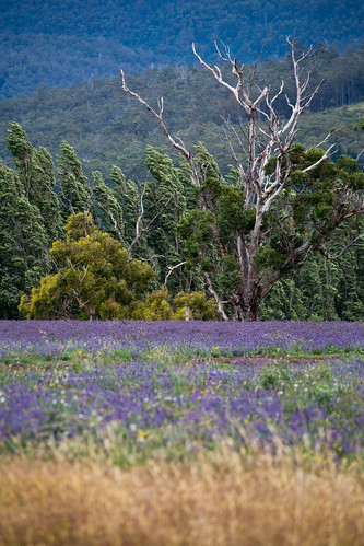 trees field grass rural farm lavender australia tasmania margate
