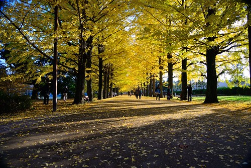 autumn 日本 東京 銀杏 楓葉 秋天 showakinenpark 國營昭和記念公園