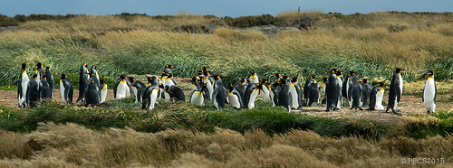 chile patagonia tierradelfuego magallanes porvenir pingüinorey bahíainútil parquepingüinorey