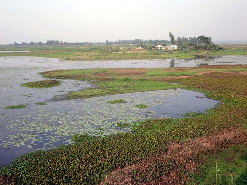 srimongal bangladesh waterbirds