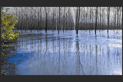 alberi fiume file po riflessi piena pioppi filari golena grandefiume