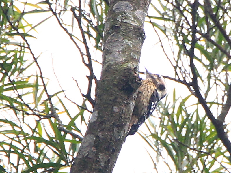 IMG_0354 小啄木 Grey-capped Woodpecker