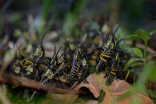 macro insects safari grasshopper makro orthoptera pyrgomorphidae