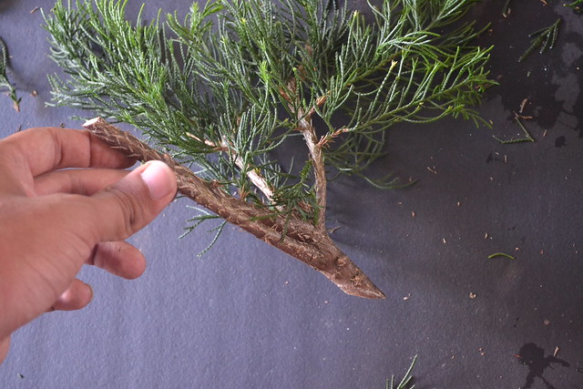large juniper cutting