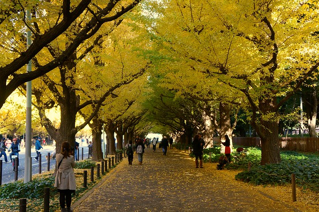 Ginkgo Trees Aoyama