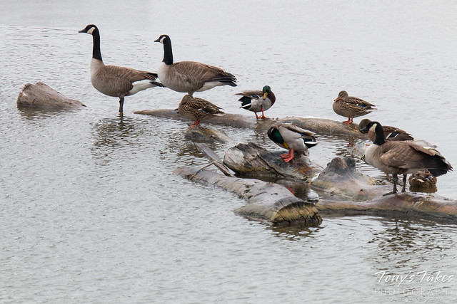 December 14, 2014 - Ducks and geese seek high ground in Thornton. (Tony's Takes)