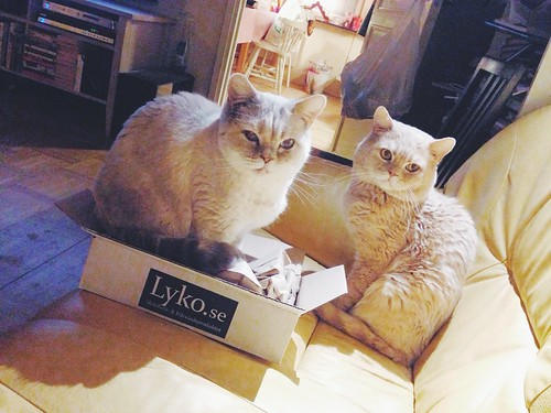 cats in boxes