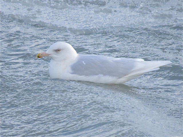 Glaucous Gull (Adult) at North Point Marina in Lake County, IL 27