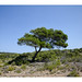 Ibiza - L'arbre