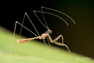 Thread-legged assassin bug (Emesinae) - DSC_2331