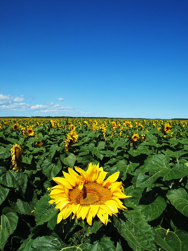 blue sky canada flower green field weather yellow pen farm olympus manitoba seeds clear sunflower ep1 petersfield