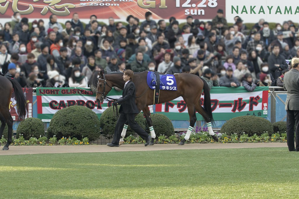 2014.12.28 G1 有馬記念 パドック - ラキシス