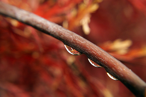 Autumn droplets