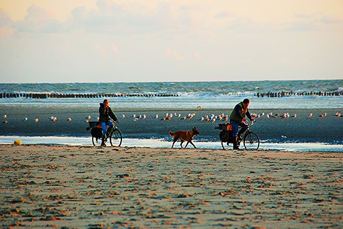 sunset seagulls holiday beach bike de vacances ride promenade soir bicyclette plage velo moules baie somme mouettes bouchot serenite