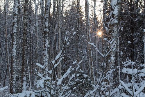 trees winter sun snow suomi finland starburst pyhtää kymenlaakso sunthroughtrees