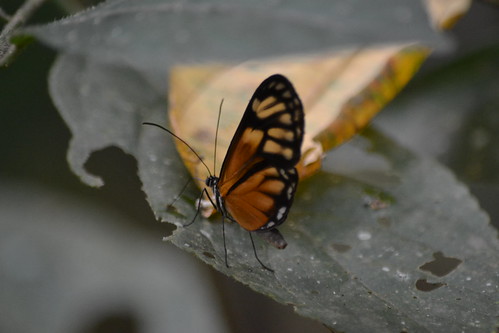 naturaleza nature butterfly photography photo foto camilo mariposa andrés fotografía cundinamarca suárez pandi kamian clubguanahani