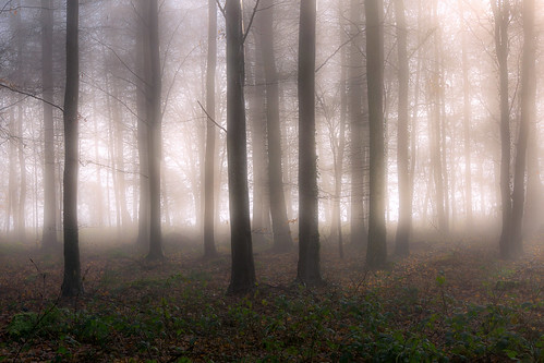 trees light mist misty fog landscape woods sony foggy cotswolds gloucestershire templeguiting a6000 jactoll