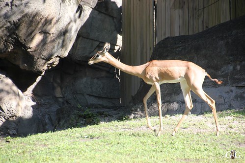 Zoo Miami 14.11.2014 63