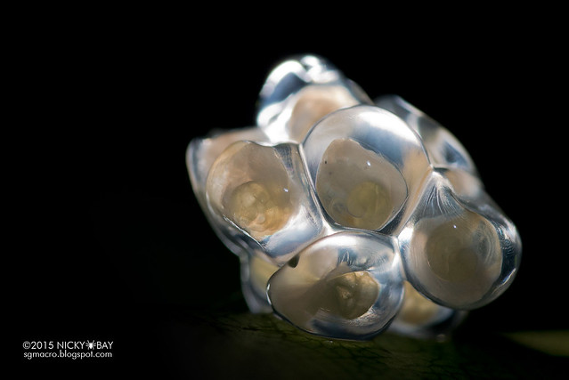 Snail embryos - DSC_7246