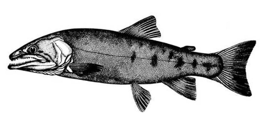 第一尾臺灣櫻花鉤吻鮭標本的復原圖，由大島正滿的助手青木赳雄發表於1917年的《臺灣水產雜誌》第23號