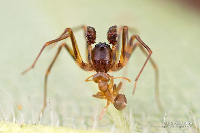 Ground spider (Zodariidae) - DSC_8153